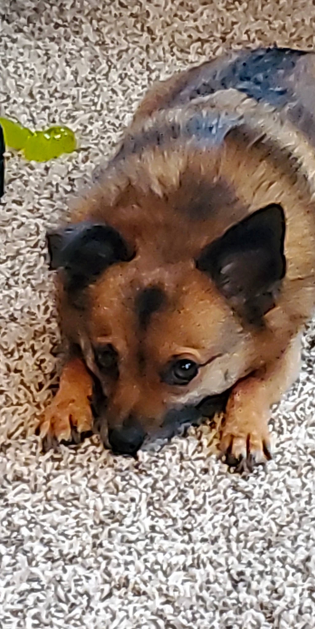 Duffy joined the competition — help win amazing prizes! ancient_dog_breeds, canidae, carnivore, companion_dog, dog, dog_breed, fawn, fur, liver, non_sporting_group, puppy, puppy_love, snout, sporting_group, street_dog, terrestrial_animal, toy_dog, whiskers, working_animal