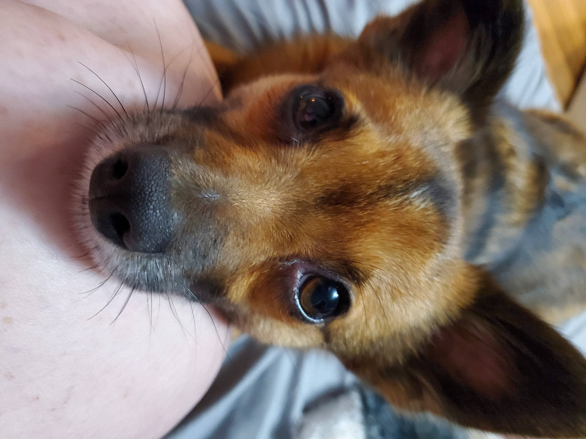 Duffy joined the competition — help win amazing prizes! canidae, carnivore, collar, companion_dog, dog, dog_breed, ear, fawn, fur, german_shepherd_dog, puppy, snout, sporting_group, street_dog, terrestrial_animal, whiskers, wildlife, window, working_animal, working_dog