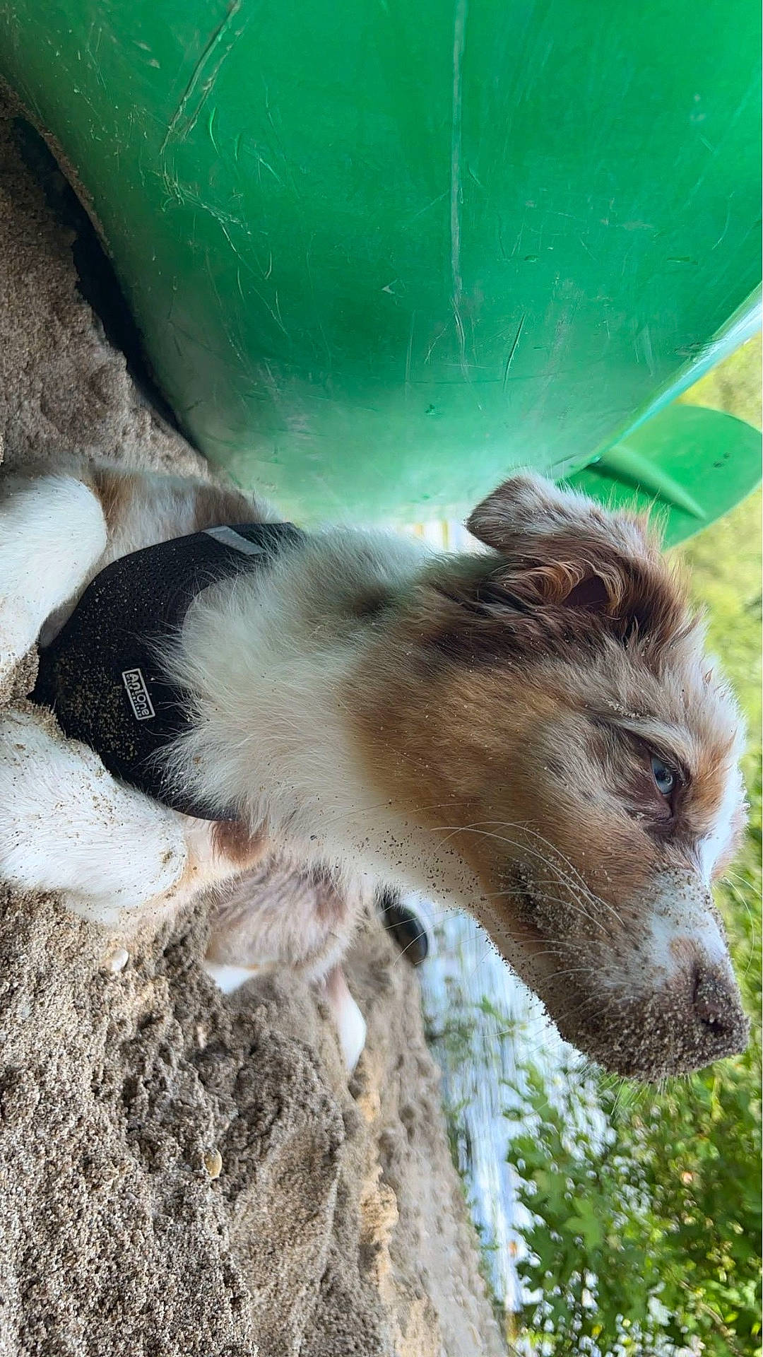 Winnie participe au concours pour gagner de l'argent avec cette photo : animal, canine, cockerspaniel, dog, face, grass, head, hound, husky, nature, outdoors, person, pet, photography, plant, portrait, puppy, rock, sleeping, soil