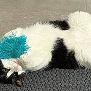 Milo a rejoint le concours — aidez-le/la à gagner de superbes lots ! cat, black_and_white, toy, fluffy_toy, playful, lying_down, mat, floor, sunlight, shadow, pet, animal, whiskers, paws, curious, indoor, relaxed, fur, cute, domestic_cat