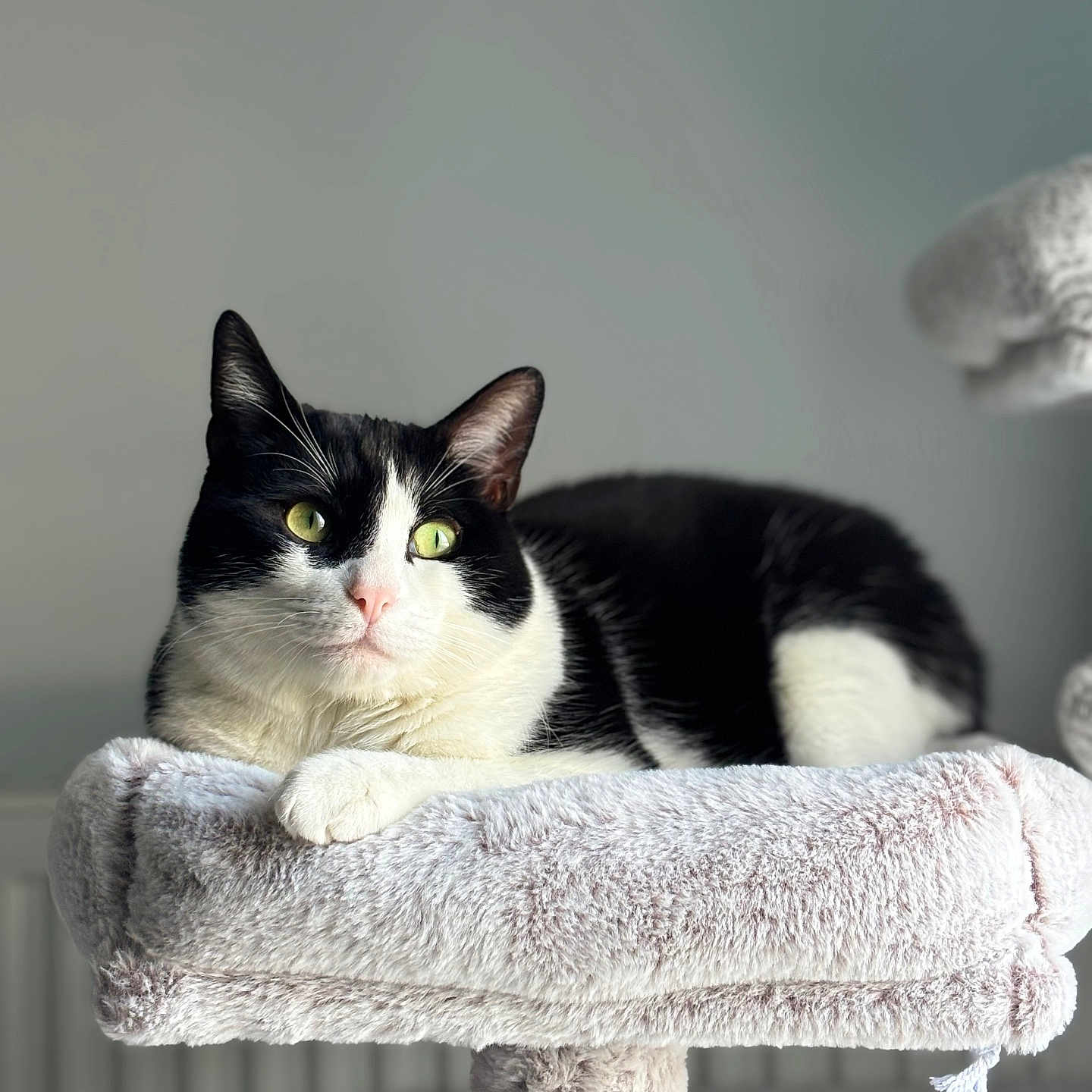 Milo participe au concours pour gagner de l'argent avec cette photo : cat, black_and_white, green_eyes, cat_tree, plush, indoor, pet, feline, relaxed, fur, whiskers, paw, resting, close_up, animal, domestic, cute, soft_texture, portrait, calm