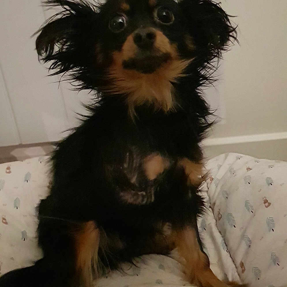Pavlov