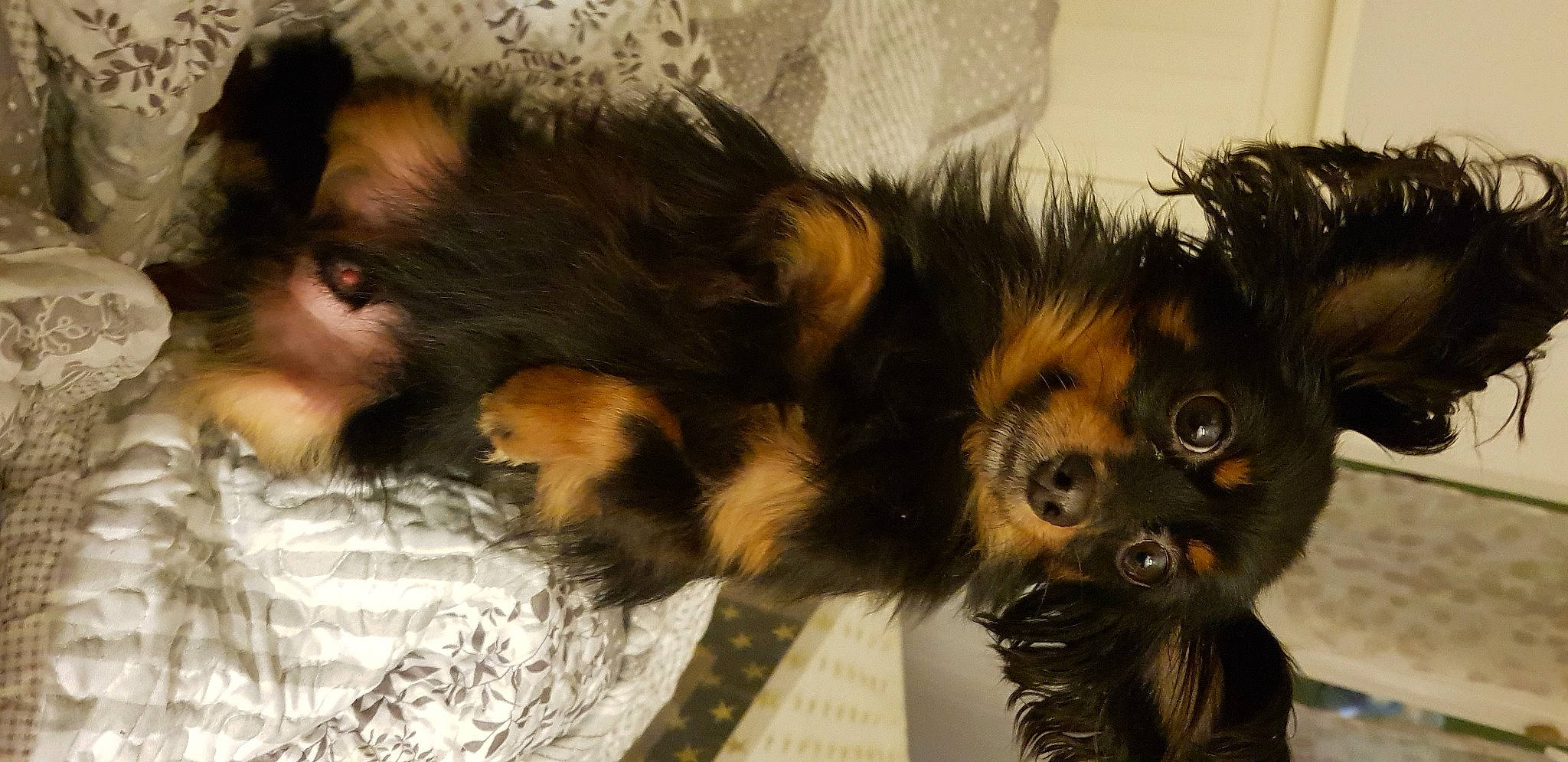 Pavlov participe au concours pour gagner de l'argent avec cette photo : canidae, carnivore, claw, comfort, companion_dog, dog, dog_breed, ear, fawn, fur, liver, paw, snout, sporting_group, tail, terrestrial_animal, toy_dog, whiskers, wildlife, working_animal