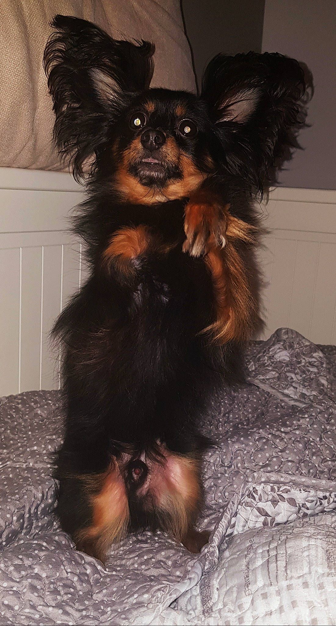 Pavlov a rejoint le concours — aidez-le/la à gagner de superbes lots ! brown, canidae, carnivore, companion_dog, costume, dog, dog_breed, dog_supply, ear, fawn, fur, liver, paw, small_terrier, snout, sporting_group, tail, toy_dog, whiskers, working_animal