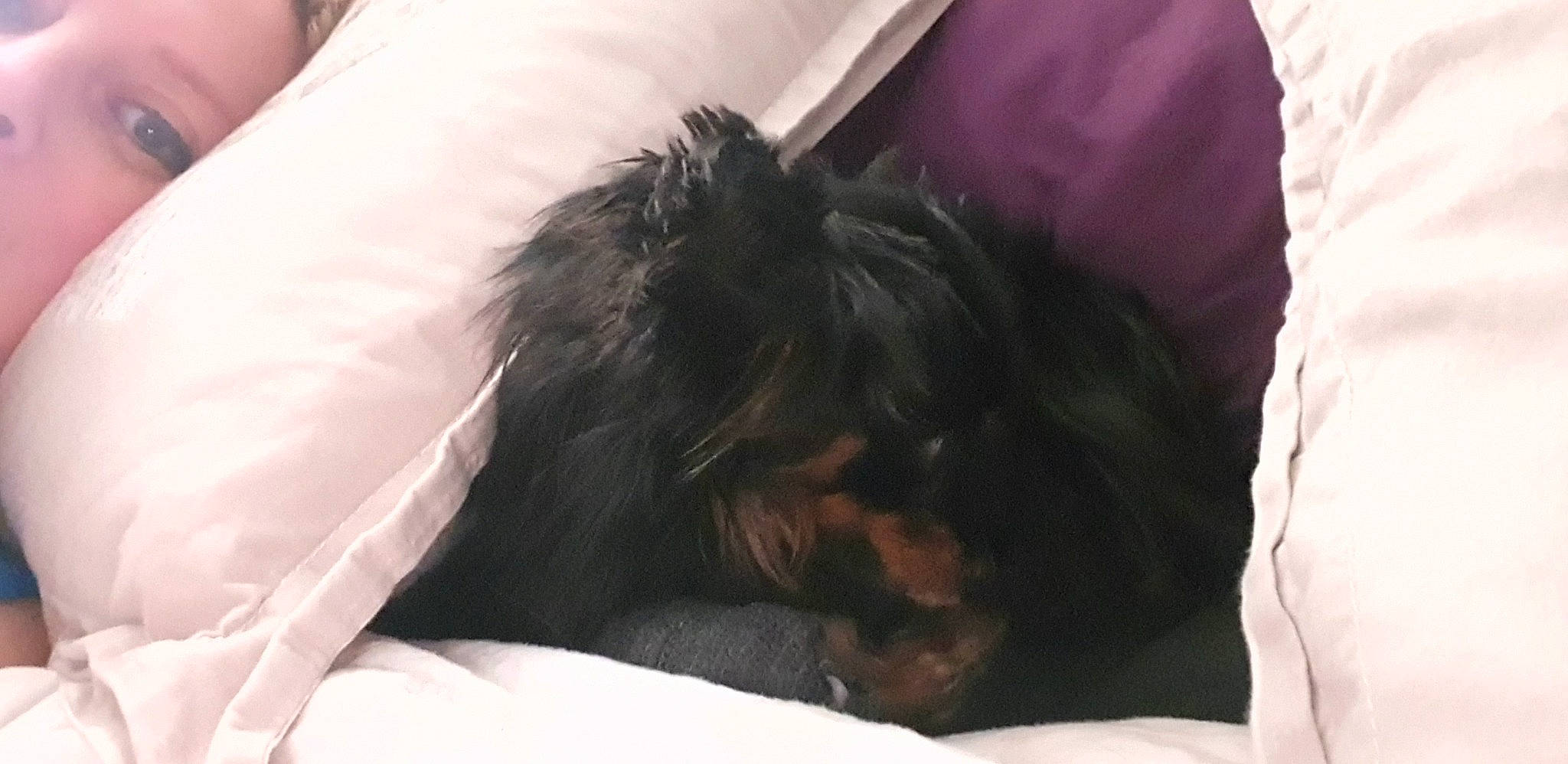 Pavlov a rejoint le concours — aidez-le/la à gagner de superbes lots ! bed, canidae, carnivore, comfort, companion_dog, dog, dog_breed, dog_supply, felidae, fur, liver, nap, pekingese, small_terrier, snout, sporting_group, terrier, toy_dog, whiskers, working_animal