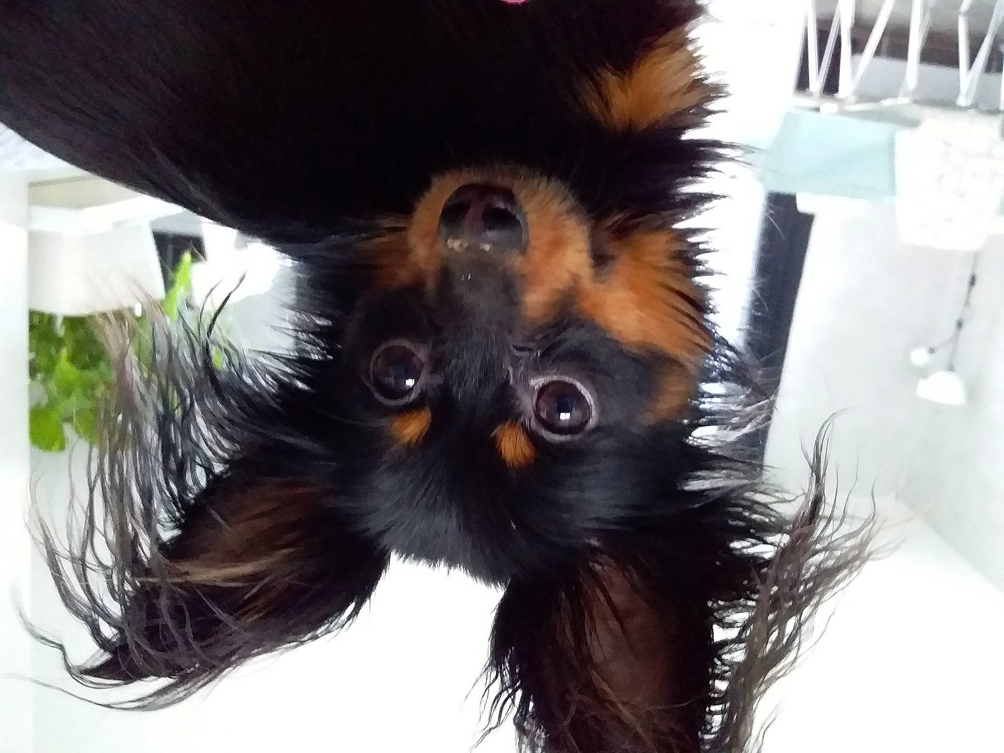 Pavlov participe au concours pour gagner de l'argent avec cette photo : canidae, carnivore, cat, claw, companion_dog, dog_breed, fawn, felidae, fur, liver, paw, small_to_medium_sized_cats, snout, tail, terrestrial_animal, toy_dog, whiskers, working_animal