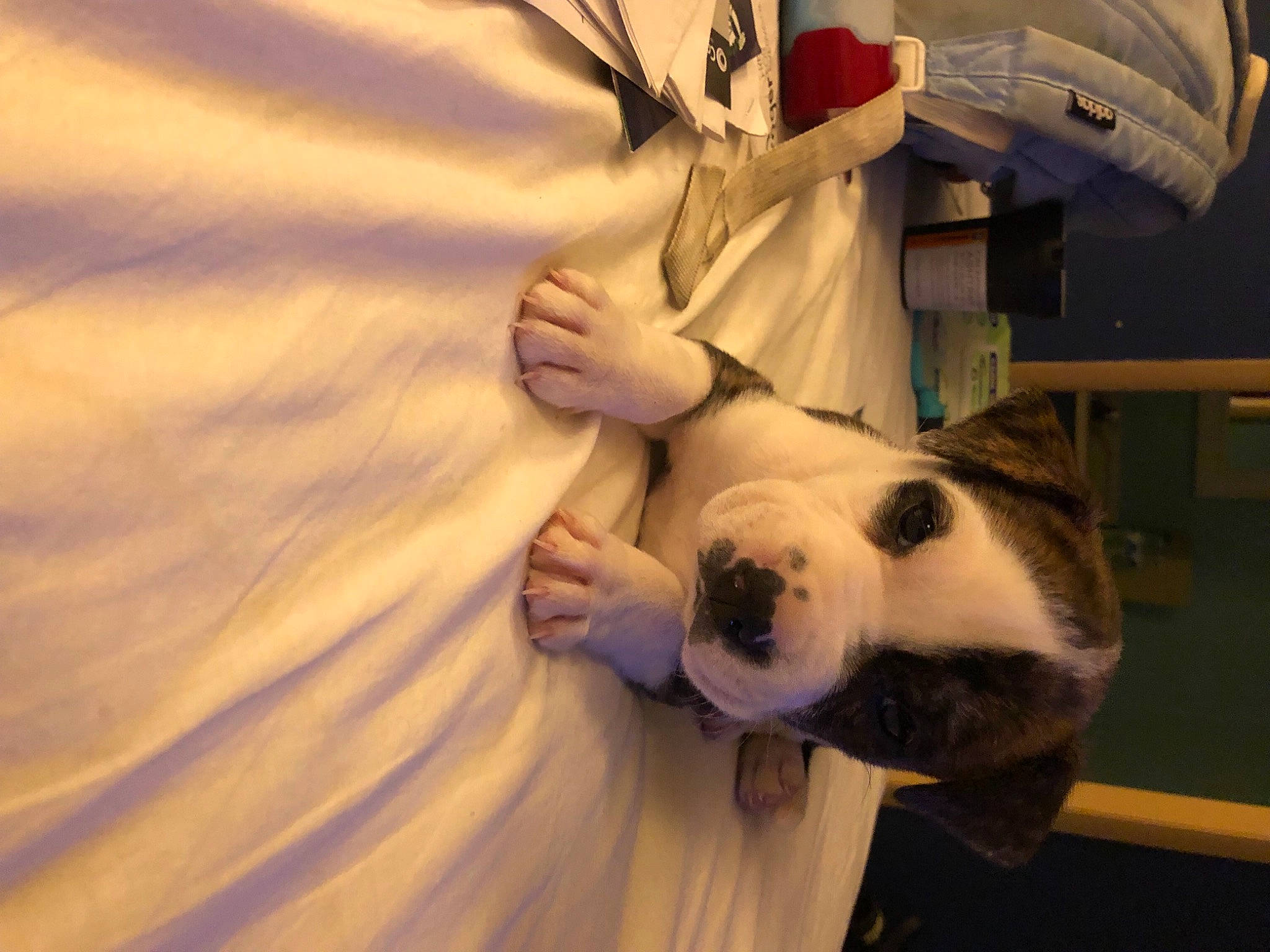 Buddy joined the competition — help win amazing prizes! aeolian_landform, canidae, comfort, companion_dog, dog_breed, fawn, flooring, fur, happy, panda, plush, room, singing_sand, snout, sporting_group, stuffed_toy, thumb, toy, tree, wood