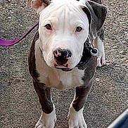 Blu is registered to the contest to win money with this photo: puppy, dog, leash, concrete, outdoor, pet, animal, white, gray, face, ears, paws, collar, looking_up, young, cute, curious, standing, closeup, canine