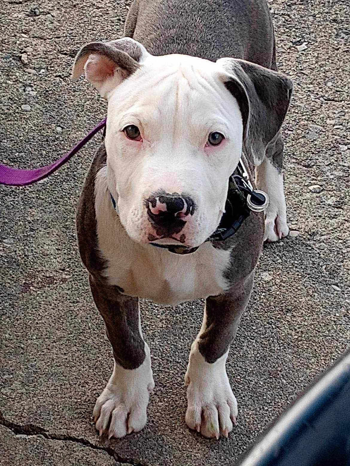 Blu