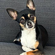 Oscar participe au concours pour gagner de l'argent avec cette photo : dog, chihuahua, pet, animal, cute, portrait, indoor, sofa, couch, black, white, brown, ears, fur, face, resting, looking, small, companion, domestic