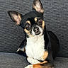dog, chihuahua, pet, animal, cute, portrait, indoor, sofa, couch, black, white, brown, ears, fur, face, resting, looking, small, companion, domestic