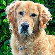 Cooper joined the competition — help win amazing prizes! dog, golden_retriever, animal, pet, fur, ears, face, outdoor, greenery, leaf, nature, canine, portrait, mammal, friendly, companion, looking, closeup, fluffy, adorable