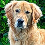 dog, golden_retriever, animal, pet, fur, ears, face, outdoor, greenery, leaf, nature, canine, portrait, mammal, friendly, companion, looking, closeup, fluffy, adorable