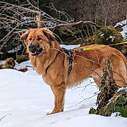 Vald participe au concours pour gagner de l'argent avec cette photo : adventure, animal, canine, cold, dog, forest, fur, harness, landscape, leash, leaves, nature, outdoor, park, pet, snow, standing, tree_branch, walking, winter
