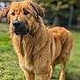 Vald participe au concours pour gagner de l'argent avec cette photo : alert, animal, backyard, blurred_background, brown, canine, daylight, dog, ears, eyes, fur, grass, mammal, nature, outdoor, pet, portrait, snout, standing, wet