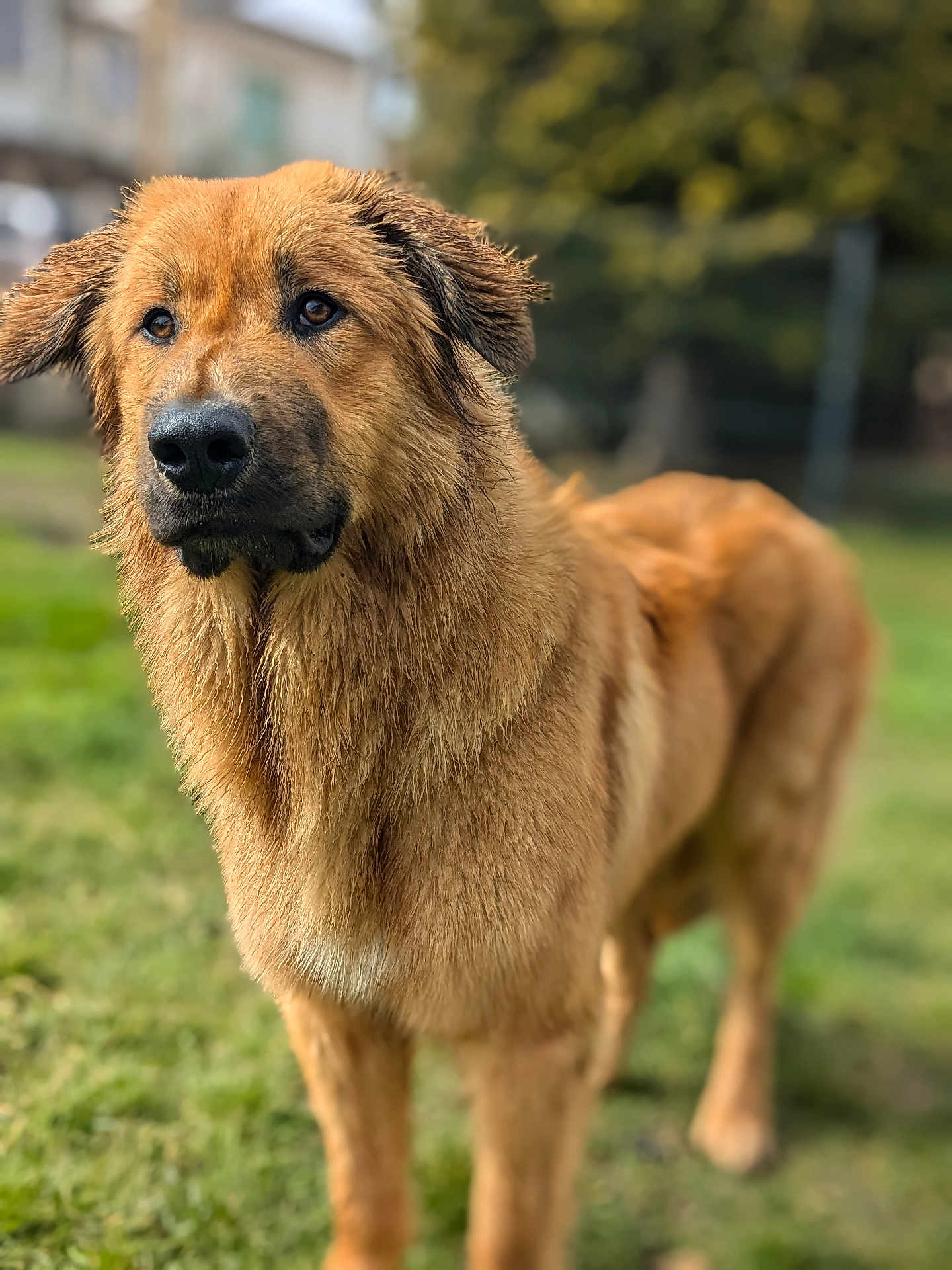 Vald participe au concours pour gagner de l'argent avec cette photo : alert, animal, backyard, blurred_background, brown, canine, daylight, dog, ears, eyes, fur, grass, mammal, nature, outdoor, pet, portrait, snout, standing, wet