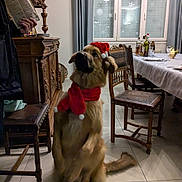 Vald participe au concours pour gagner de l'argent avec cette photo : bottle, cozy, curtains, dining_table, dog, floor, furniture, glass, holiday_decorations, indoor, obedient, person, pet, santa_hat, scarf, tile_floor, treats, waiting, window, wooden_chair