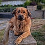 Vald a rejoint le concours — aidez-le/la à gagner de superbes lots ! animal, bench, brown_fur, calm, canine, dog, ears, eyes, fur, garden, grass, mammal, nature, outdoor, paw, pet, portrait, resting, stone, tail