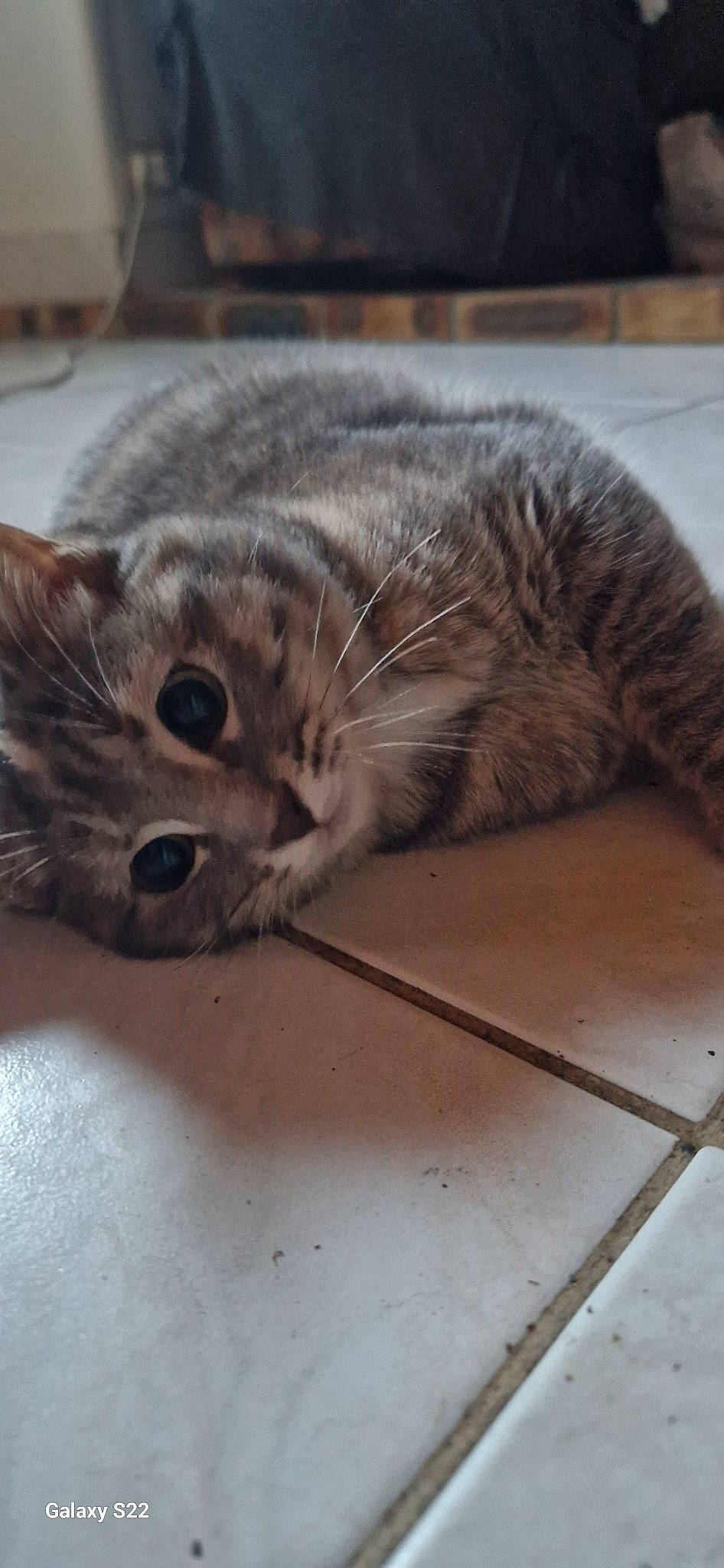 Tichat participe au concours pour gagner de l'argent avec cette photo : carnivore, cat, claw, comfort, domestic_short_haired_cat, felidae, flooring, fur, hardwood, metal, paw, small_to_medium_sized_cats, snout, tail, terrestrial_animal, whiskers, wood