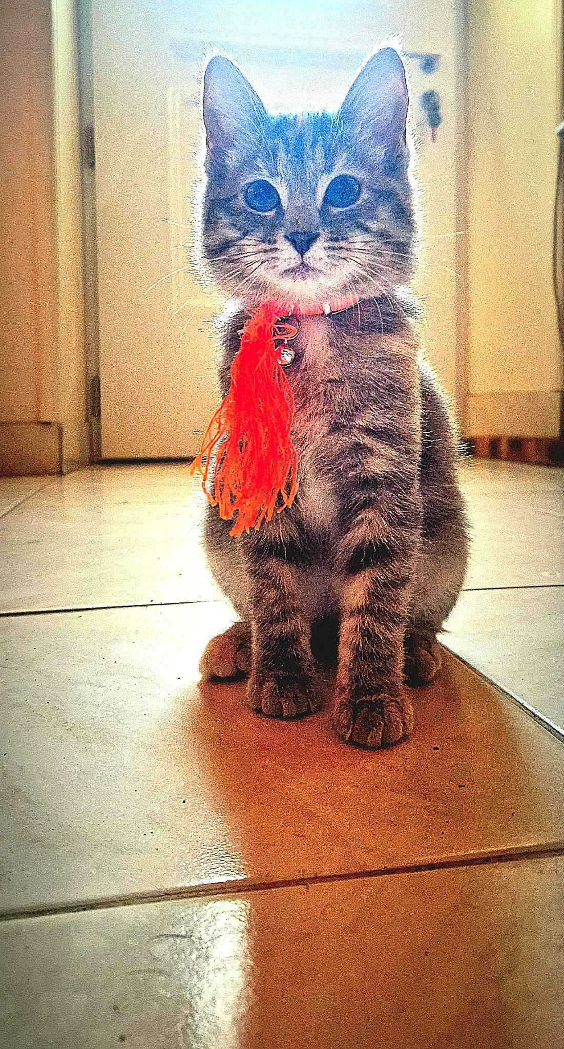 Tichat participe au concours pour gagner de l'argent avec cette photo : art, carnivore, cat, denim, domestic_short_haired_cat, electric_blue, fawn, felidae, floor, flooring, fur, grey, pattern, paw, small_to_medium_sized_cats, snout, tail, terrestrial_animal, whiskers, wood