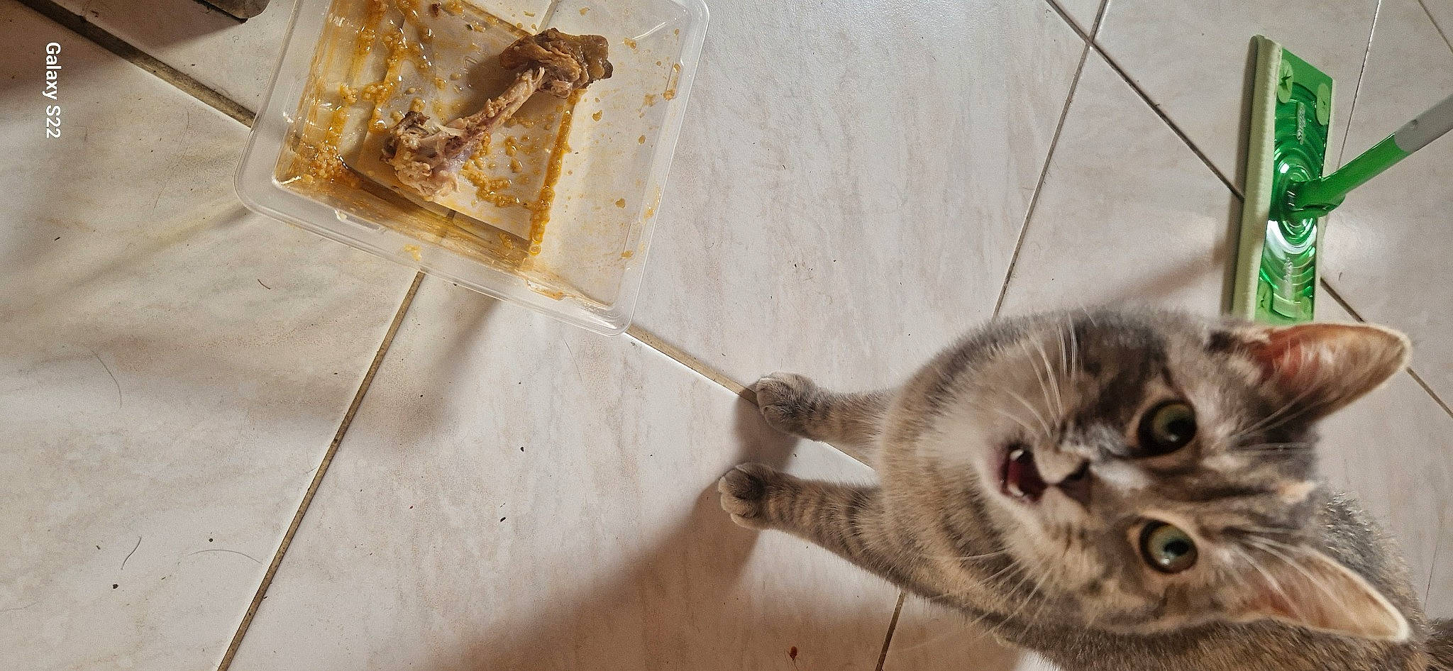 Tichat participe au concours pour gagner de l'argent avec cette photo : carnivore, cat, claw, domestic_short_haired_cat, fawn, felidae, flooring, fur, hardwood, metal, paw, small_to_medium_sized_cats, snout, tail, thai, whiskers, wire, wood