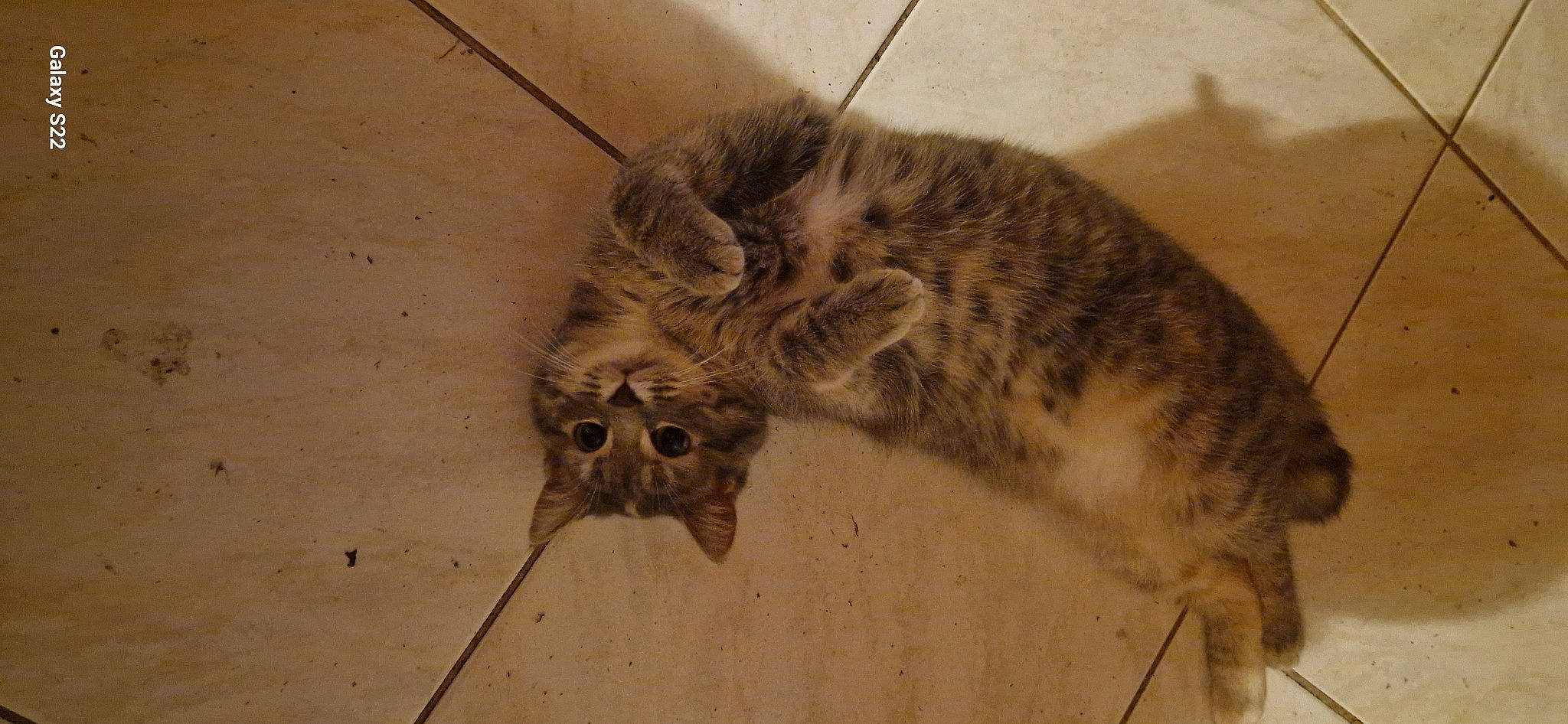 Tichat participe au concours pour gagner de l'argent avec cette photo : carnivore, cat, claw, domestic_short_haired_cat, felidae, fur, mammal, paw, small_to_medium_sized_cats, snout, tail, terrestrial_animal, vertebrate, whiskers, wildlife, wood