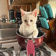 Punkin joined the competition — help win amazing prizes! kitten, cat, white_cat, kitchen, stove, cooking_pot, knife_block, knives, countertop, household, domestic, curious, pet, animal, cute, small, indoor, appliance, fur, tabby