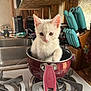kitten, cat, white_cat, kitchen, stove, cooking_pot, knife_block, knives, countertop, household, domestic, curious, pet, animal, cute, small, indoor, appliance, fur, tabby