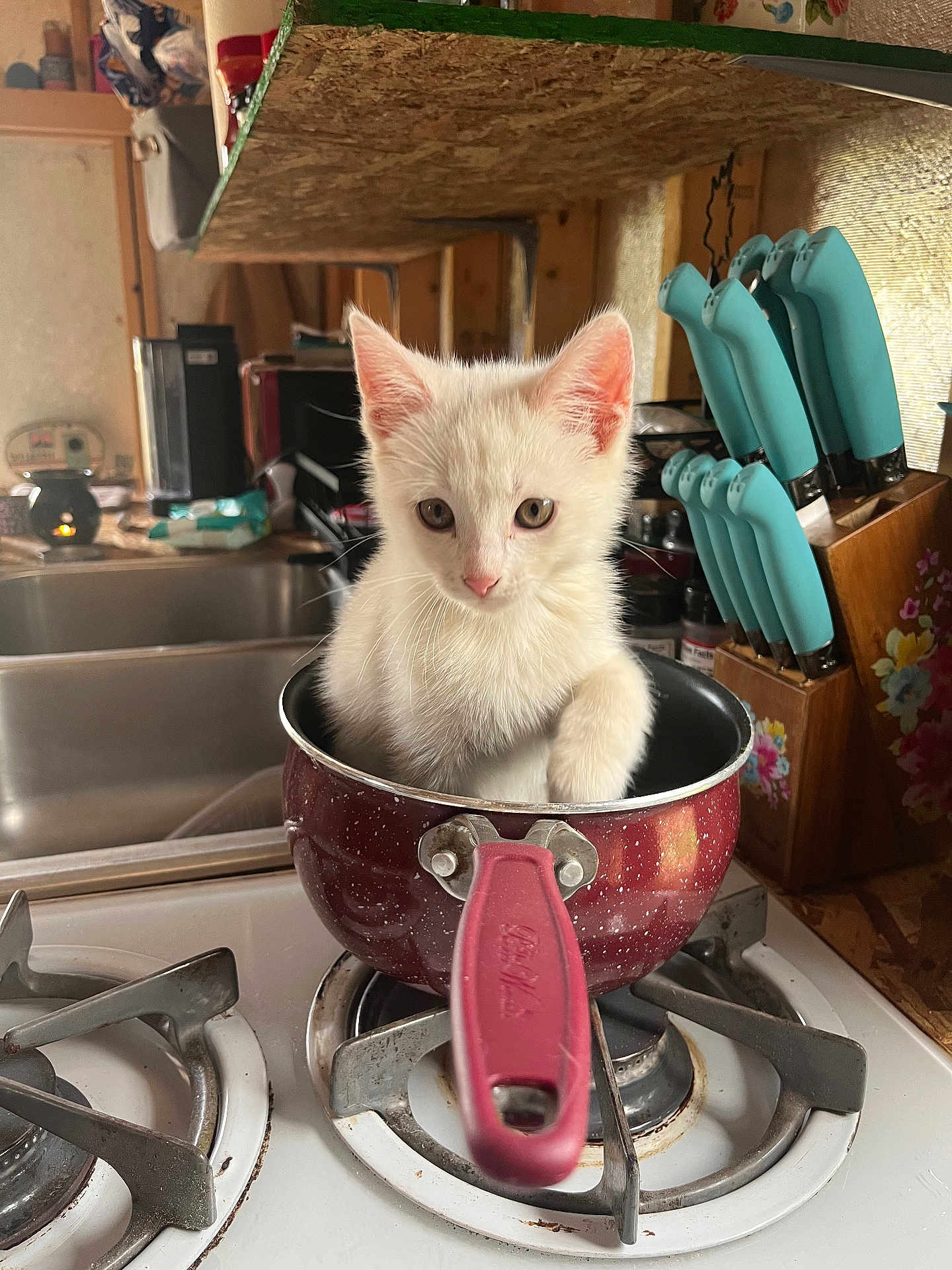 Punkin joined the competition — help win amazing prizes! kitten, cat, white_cat, kitchen, stove, cooking_pot, knife_block, knives, countertop, household, domestic, curious, pet, animal, cute, small, indoor, appliance, fur, tabby
