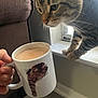 Rocko is registered to the contest to win money with this photo: cat, tabby_cat, mug, coffee, window, couch, indoor, curious, whiskers, closeup, hand, drink, feline, pet, table, light, shadow, fur, animal, portrait