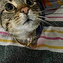 cat, tabby, close_up, pet, whiskers, gold_chain, collar, curious, pink_nose, striped_blanket, indoor, feline, cute, animal, looking_up, face, fur, eyes, domestic_cat, mammal