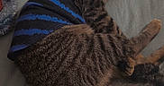 Rocko joined the competition — help win amazing prizes! animal, bed, blanket, cat, comfort, cozy, cute, domestic_animal, feline, fur, indoor, paw, pet_clothing, relaxation, resting, sleeping, striped_sweater, tabby, tail, whiskers
