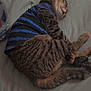 Rocko joined the competition — help win amazing prizes! cat, tabby, sleeping, pet_clothing, striped_sweater, feline, resting, indoor, cozy, cute, fur, whiskers, tail, paw, domestic_animal, comfort, bed, blanket, relaxation, animal