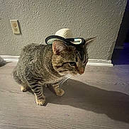 Rocko is registered to the contest to win money with this photo: cat, tabby_cat, hat, cowboy_hat, indoor, wooden_floor, wall, shadow, pet, animal, feline, curious, domestic_animal, striped, whiskers, ears, flooring, texture, small_hat, cute