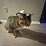 cat, tabby_cat, hat, cowboy_hat, indoor, wooden_floor, wall, shadow, pet, animal, feline, curious, domestic_animal, striped, whiskers, ears, flooring, texture, small_hat, cute