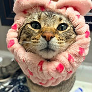 Rocko is registered to the contest to win money with this photo: accessory, animal, bathroom, cat, close_up, curious, cute, domestic, face, feline, fur, indoor, mirror, pet, pink_scrunchie, portrait, sink, tabby, whiskers, wide_eyes