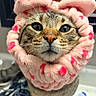 accessory, animal, bathroom, cat, close_up, curious, cute, domestic, face, feline, fur, indoor, mirror, pet, pink_scrunchie, portrait, sink, tabby, whiskers, wide_eyes