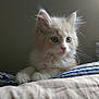 Mowgli is registered to the contest to win money with this photo: