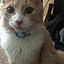 Mowgli is registered to the contest to win money with this photo: