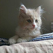 Mowgli is registered to the contest to win money with this photo: