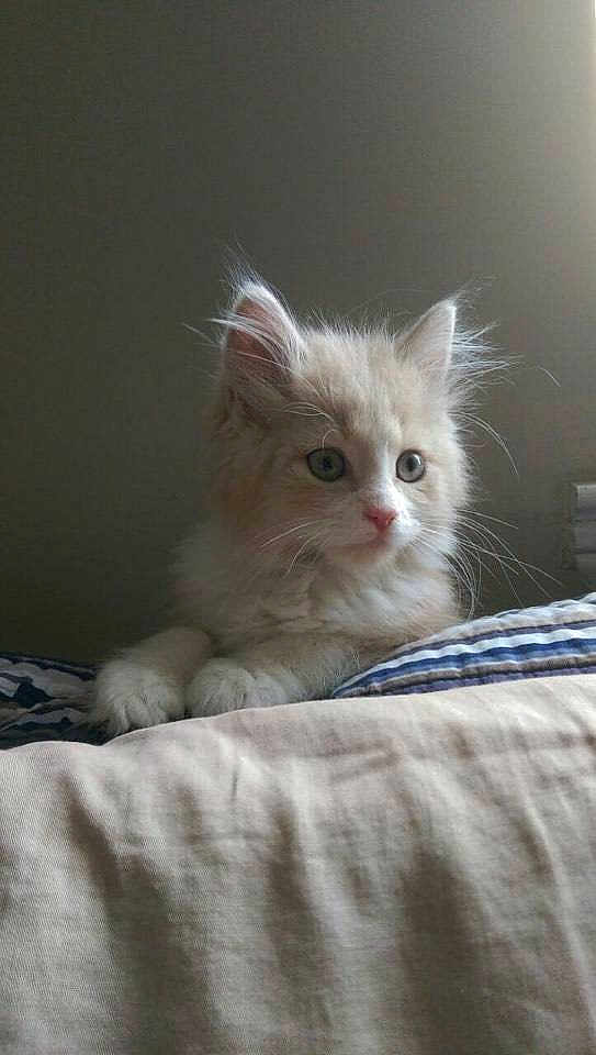 Mowgli