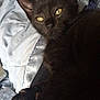 Bagheera is registered to the contest to win money with this photo: