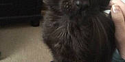 Bagheera is registered to the contest to win money with this photo: