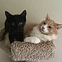 Bagheera is registered to the contest to win money with this photo: