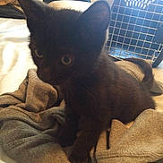 Bagheera is registered to the contest to win money with this photo: