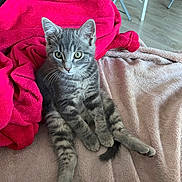 Panchito a rejoint le concours — aidez-le/la à gagner de superbes lots ! kitten, cat, gray_tabby, blanket, red_blanket, beige_blanket, indoor, floor, wooden_floor, furniture, chair, pet, cute, relaxed, sitting, fur, whiskers, ears, eyes, young_cat
