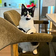 Sox joined the competition — help win amazing prizes! cat, tuxedo_cat, chair, indoor, pet, feline, curious, sitting, wide_eyes, brown, furniture, wood, cozy, domestic_animal, house, looking, alert, background_blur, whiskers, black_and_white