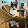 Sox