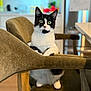 cat, tuxedo_cat, chair, indoor, pet, feline, curious, sitting, wide_eyes, brown, furniture, wood, cozy, domestic_animal, house, looking, alert, background_blur, whiskers, black_and_white