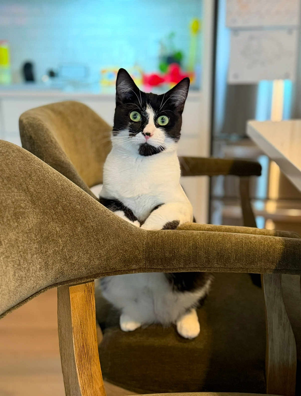 Sox joined the competition — help win amazing prizes! cat, tuxedo_cat, chair, indoor, pet, feline, curious, sitting, wide_eyes, brown, furniture, wood, cozy, domestic_animal, house, looking, alert, background_blur, whiskers, black_and_white